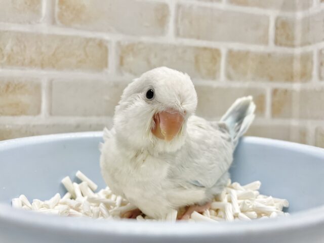 オキナインコ