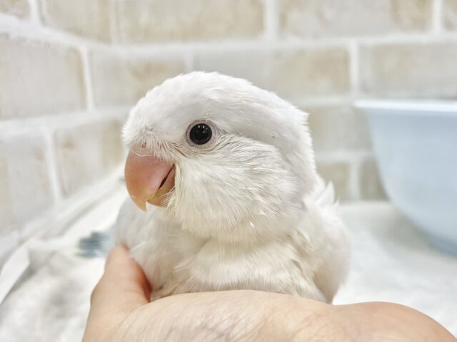 オキナインコ