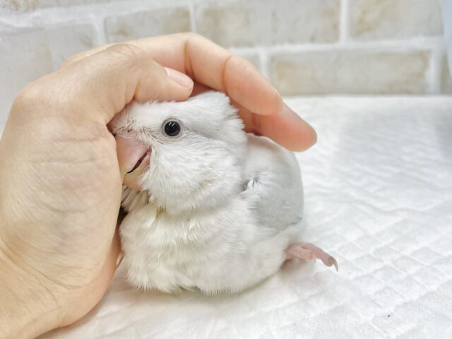 オキナインコ