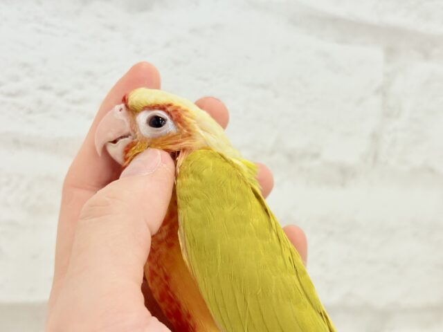 ホオミドリウロコインコ
