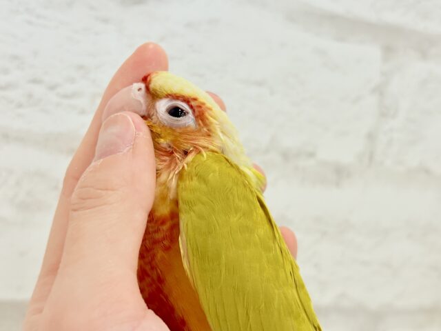 ホオミドリウロコインコ