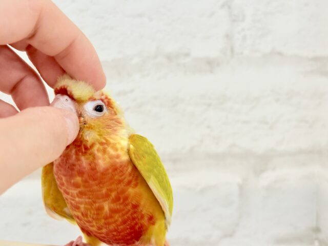 ホオミドリウロコインコ