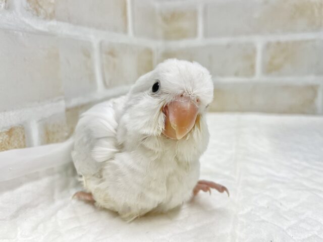 オキナインコ
