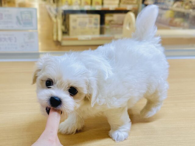 愛称が不明