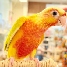 【最新画像・動画更新🪄】ちょっと早めのトロピカル🍉🍊🍋ウロコインコ(サンチーク) ヒナ