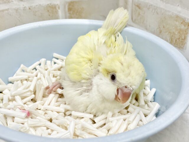 オキナインコ