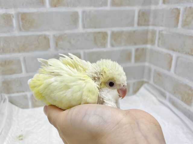 オキナインコ