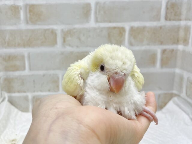 オキナインコ