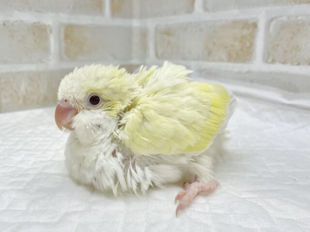 オキナインコ
