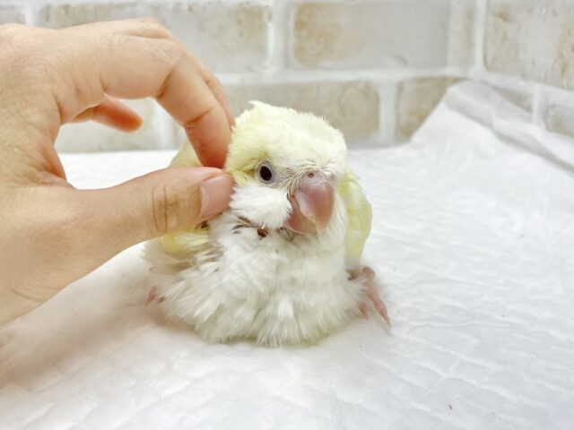 オキナインコ