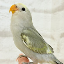 【最新画像更新🪄】なにげに～　あくてぃぶコザクラさん☆　コザクラインコ　モーブパイド～～
