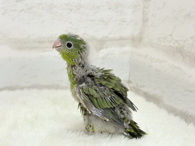 サザナミインコ