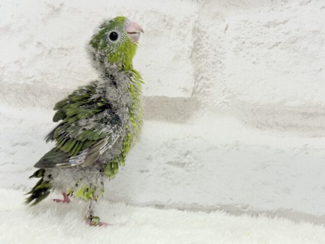 サザナミインコ