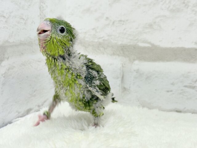 サザナミインコ