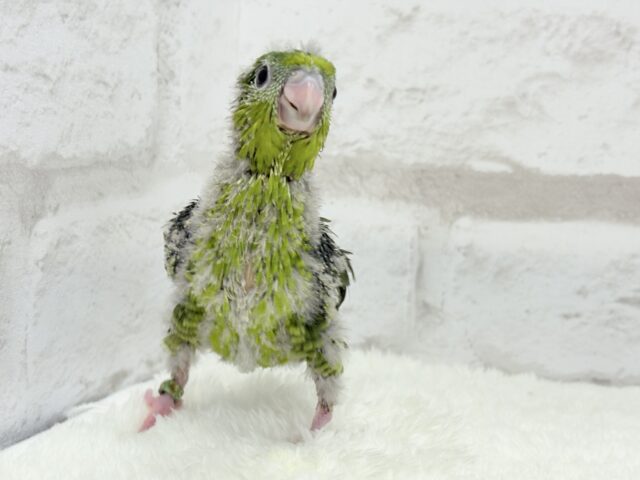 サザナミインコ