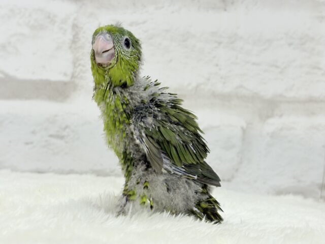 サザナミインコ