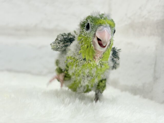 サザナミインコ