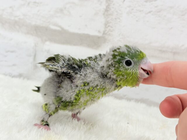 サザナミインコ