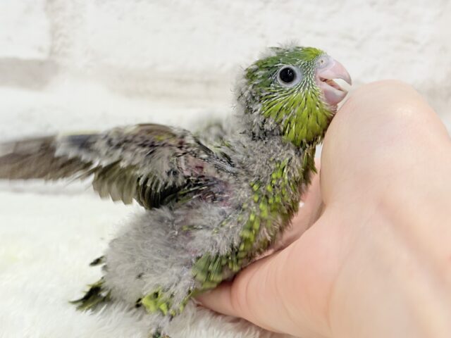 サザナミインコ