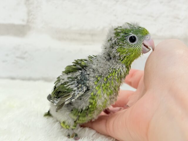 サザナミインコ