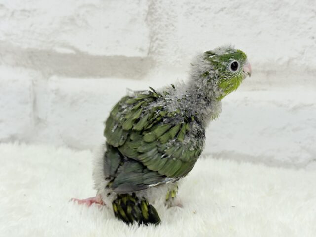 サザナミインコ