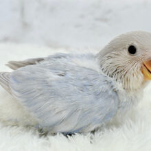 透明感爆発🫧💥コザクラインコ(バイオレットオパーリン) ヒナ