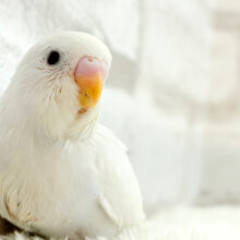 なんか惹かれる、控えめな雰囲気？🫧セキセイインコ(ホワイトダブルファクター) ヒナ