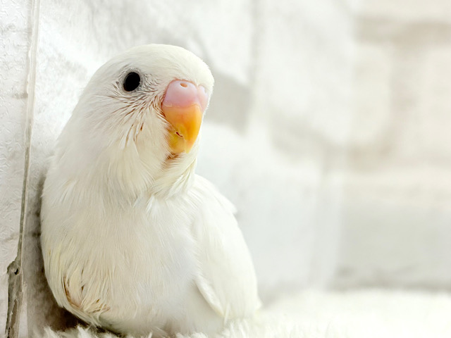 なんか惹かれる、控えめな雰囲気？🫧セキセイインコ(ホワイトダブルファクター) ヒナ