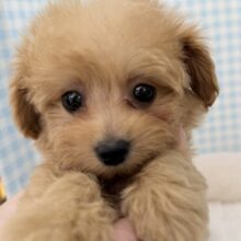 可愛さにメロメロになっちゃう？マルプーちゃん！
