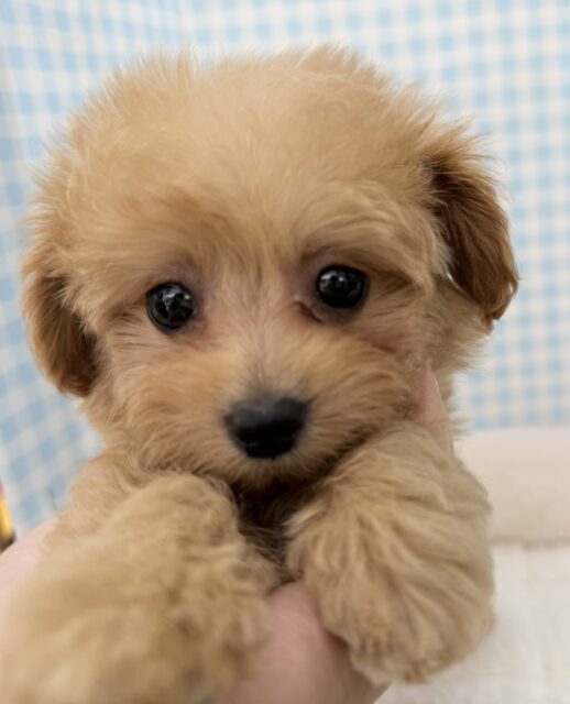 可愛さにメロメロになっちゃう？マルプーちゃん！