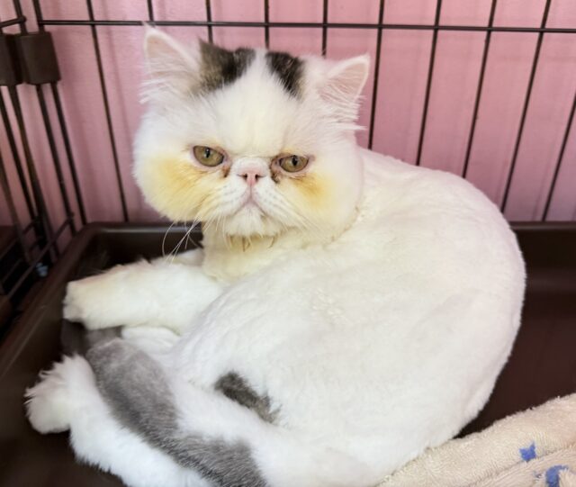 エキゾチック