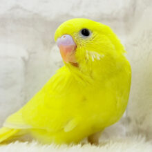 目ヂカラ強めが魅力的💖セキセイインコ(イエローダブルファクター) ヒナ