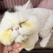 最新画像！サマーカットしたよ！おにぎりカラーのオニちゃん！