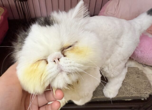 最新画像！サマーカットしたよ！おにぎりカラーのオニちゃん！