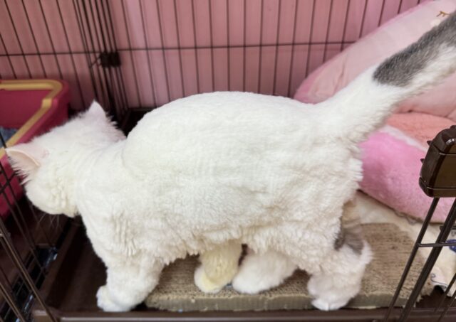 エキゾチック