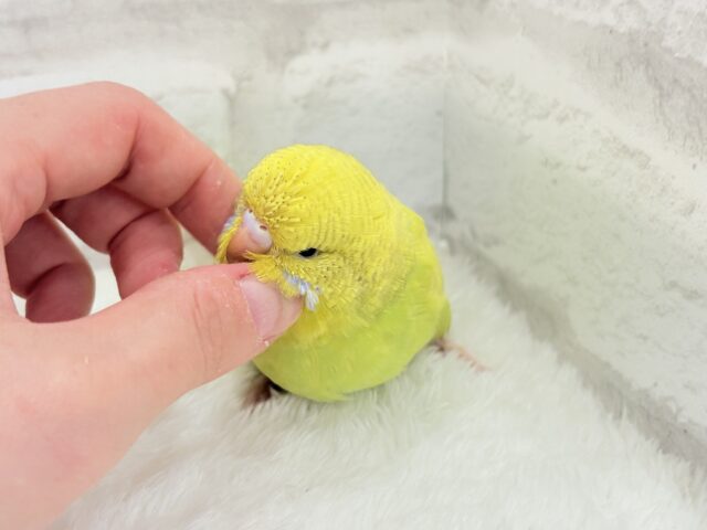 ジャンボセキセイインコ