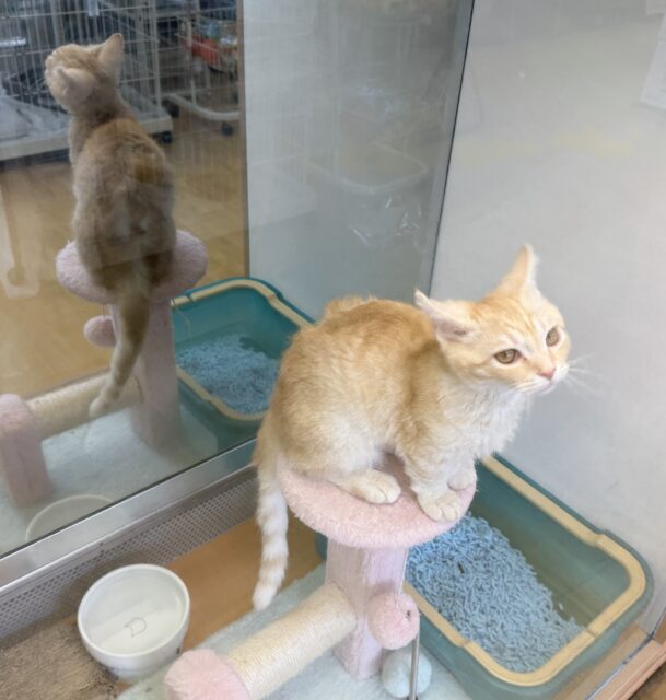 ラムキン