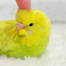 【最新画像更新🪄】爽やか🌱若草カラー💚ジャンボセキセイインコ(スパングル) ヒナ