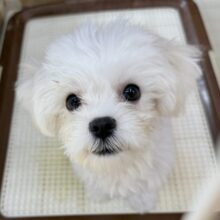最新画像！愛嬌たっぷり☺️マルチーズくんが来たよ！！！