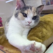 最新画像📷お久しぶり！三毛カラーのブリティッシュちゃん！