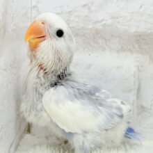 【最新画像更新🪄】美カラー💖わた毛おぱんつの天使🧚コザクラインコ(バイオレットオパーリンパイド) ヒナ