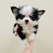 将来はイケメンになる予感😻⭐️ロングチワワ男の子