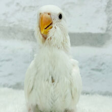 【最新画像更新🪄】純白の天使来ました🐣🫧コザクラインコ(アルビノ) ヒナ