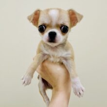 ぺちゃ顔🐶U(>u<)Uᐡ- ·̫ •ᐡฅ🐶🐾スムースチワワくん