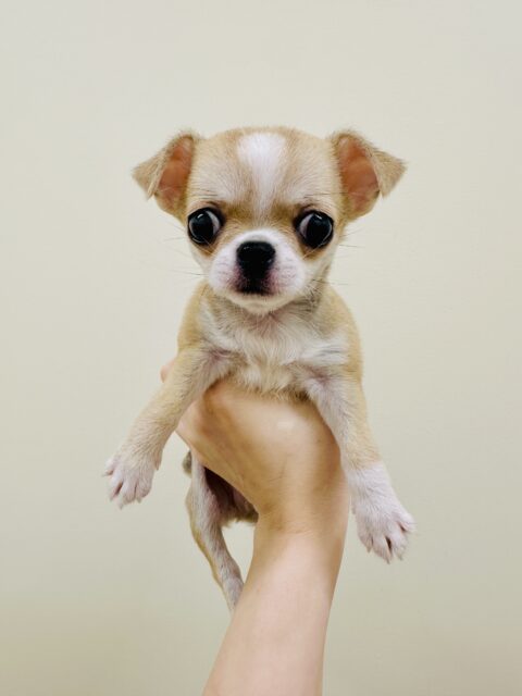 ぺちゃ顔🐶U(>u<)Uᐡ- ·̫ •ᐡฅ🐶🐾スムースチワワくん