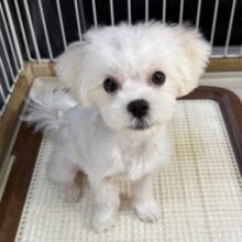 最新画像！愛嬌たっぷり☺️マルチーズくんが来たよ！！！