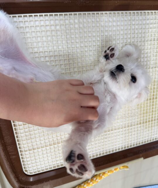 マルチーズ