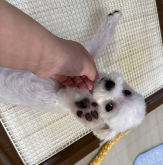 マルチーズ