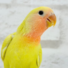 【最新画像更新🪄】黄金に輝くスーパースター🌟コザクラインコ(ゴールデンチェリー) ヒナ