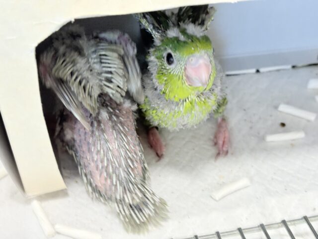サザナミインコ